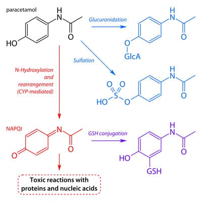 The super rad chemical structure and how it is converted in the body (for all you nerds out there). Paracetamol is just another name for acetaminophen. 