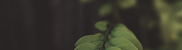 Green background leaf