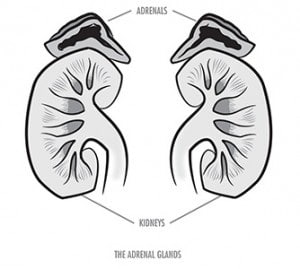 adrenals