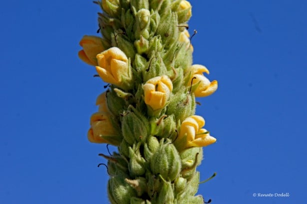 Mullein