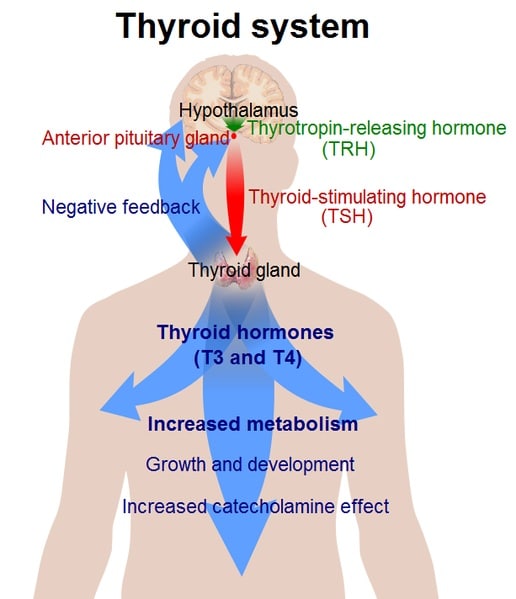 thyroid